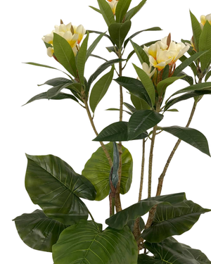 Artificial Frangipani with Alocasia Plant
