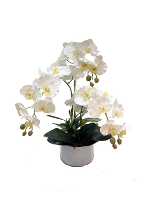 Open image in slideshow, Artificial 3-Stalk Phalaenopsis Arrangement with Succulent
