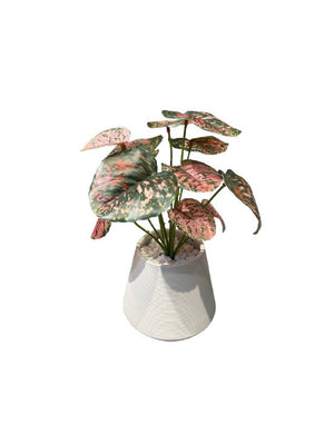 Artificial Begonia in Terracotta Pot