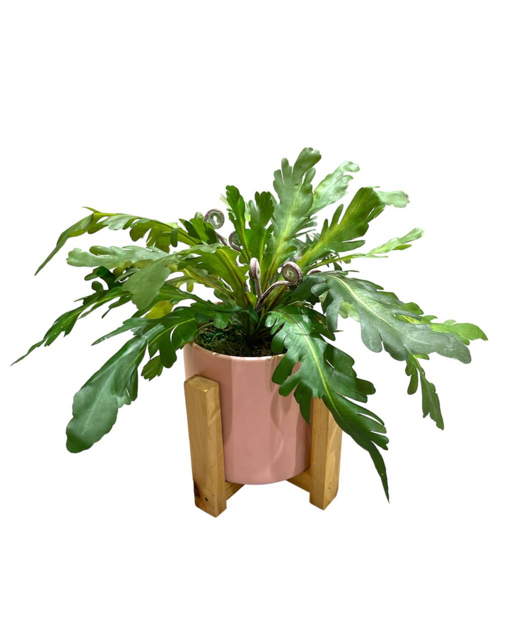 Artificial Asplenium – mingsing flowers