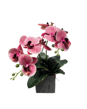 Open image in slideshow, Artificial Mini Double-Stalk Phalaenopsis Orchid Arrangement
