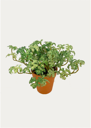 Open image in slideshow, Artificial Potted Parsley
