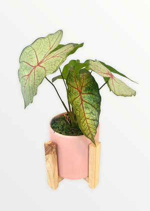 Open image in slideshow, Artificial Potted Caladium
