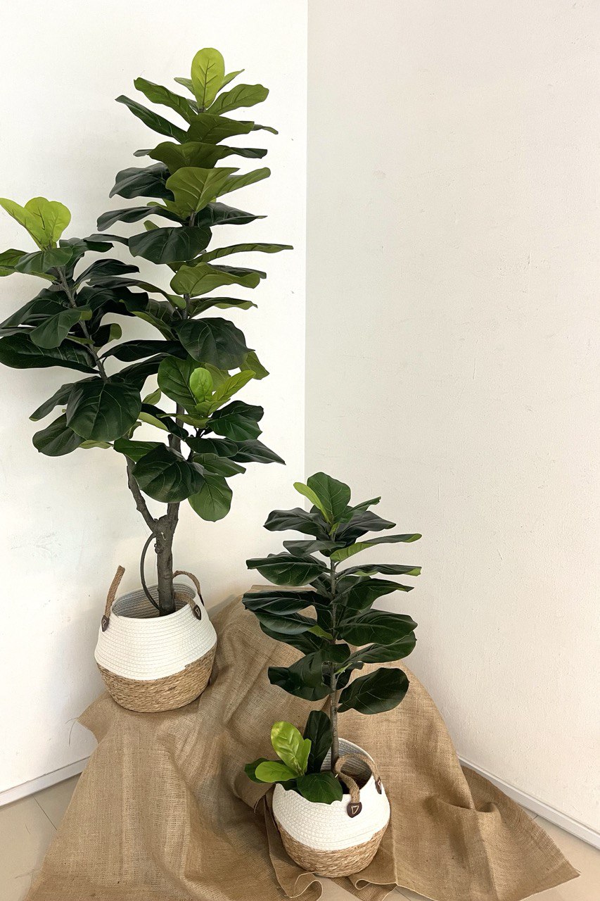 Artificial Lyrata Ficus