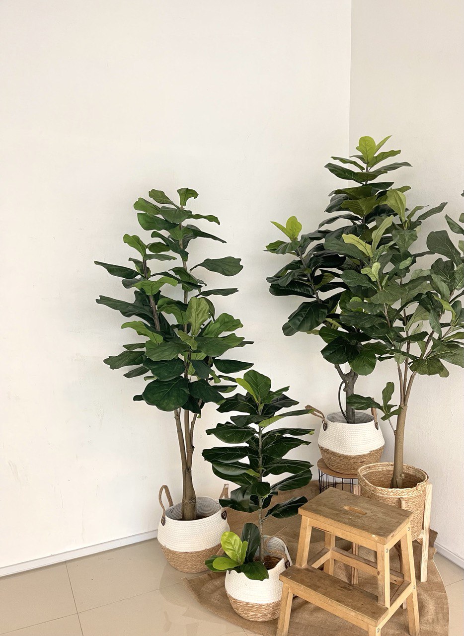 Artificial Lyrata Ficus