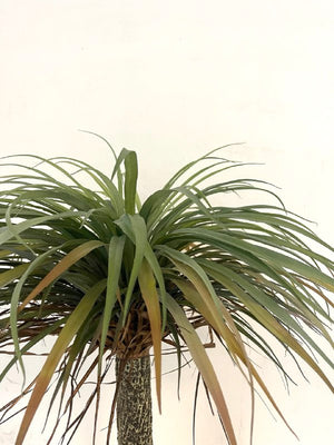 Artificial Yucca