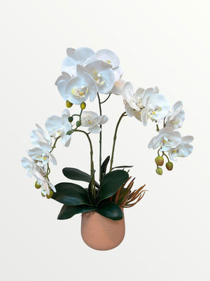 Open image in slideshow, Artificial Triple-Stalk Phalaenopsis Orchid Arrangement with Succulent
