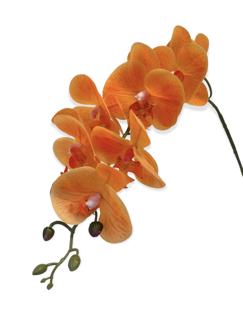 Artificial Phalaenopsis Orchid Arrangement with Solanum Mammosum